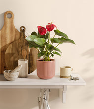 Load image into Gallery viewer, Striped Rose Pink
