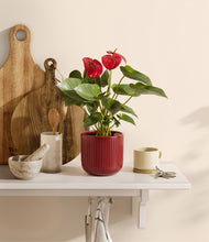 Load image into Gallery viewer, Striped Cherry Red
