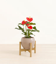 Load image into Gallery viewer, Desert Brown stand:bamboo
