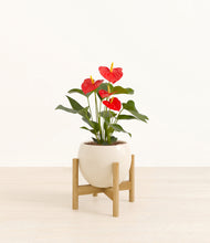Load image into Gallery viewer, Shiny EggWhite stand:bamboo
