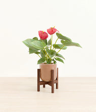 Load image into Gallery viewer, Hammered Peach Pink stand:walnut
