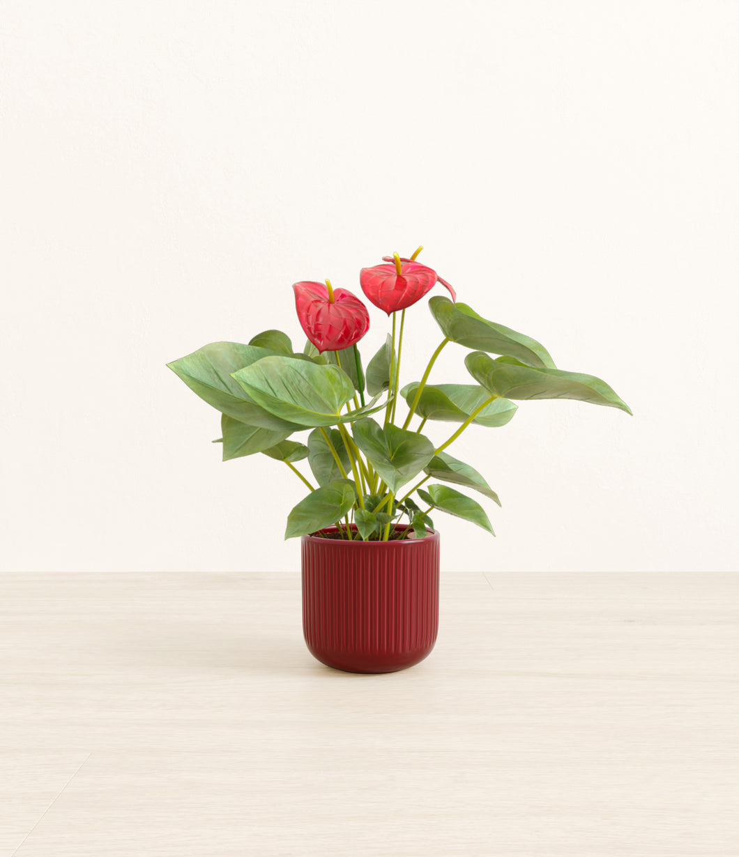 Striped Cherry Red*****Profile