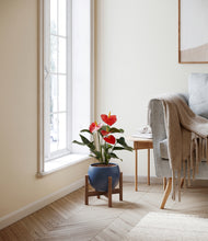 Load image into Gallery viewer, Deep Navy stand:walnut
