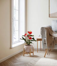 Load image into Gallery viewer, Desert Brown stand:bamboo
