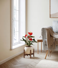Load image into Gallery viewer, Shiny EggWhite stand:walnut
