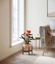 Load image into Gallery viewer, Calm Rose stand:walnut
