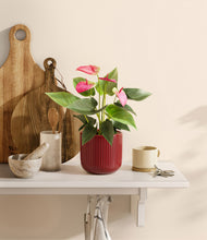 Load image into Gallery viewer, Striped Cherry Red
