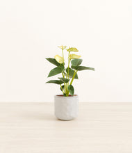 Load image into Gallery viewer, Hammered Ivory*****Profile
