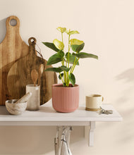 Load image into Gallery viewer, Striped Rose Pink
