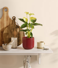 Load image into Gallery viewer, Striped Cherry Red
