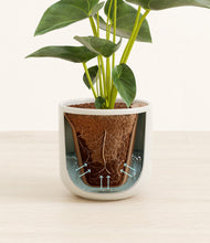 Load image into Gallery viewer, Cotton White stand:all
