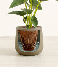 Load image into Gallery viewer, Olive stand:all
