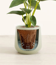 Load image into Gallery viewer, Turquoise stand:all
