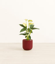 Load image into Gallery viewer, Striped Cherry Red*****Profile
