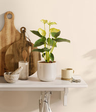 Load image into Gallery viewer, Snowdrift White
