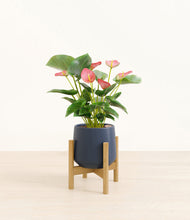 Load image into Gallery viewer, Deep Navy stand:bamboo
