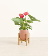 Load image into Gallery viewer, Calm Rose stand:bamboo
