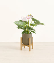 Load image into Gallery viewer, Olive stand:bamboo
