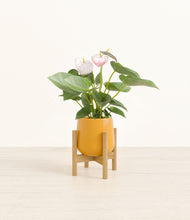 Load image into Gallery viewer, Mustard stand:bamboo
