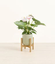 Load image into Gallery viewer, Turquoise stand:bamboo
