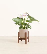 Load image into Gallery viewer, Eternal Gray stand:walnut
