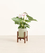 Load image into Gallery viewer, Turquoise stand:walnut
