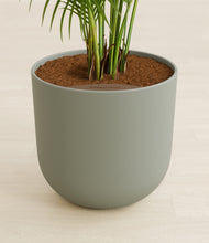 Load image into Gallery viewer, Sage Green stand:all
