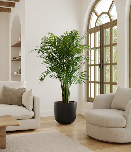 Stone Black*****Profile