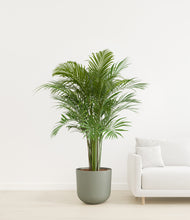 Load image into Gallery viewer, Sage Green
