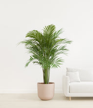 Load image into Gallery viewer, Sandy Pink
