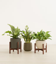 Load image into Gallery viewer, Woodland stand:two_stands
