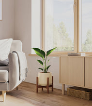 Load image into Gallery viewer, Almond Green stand:walnut
