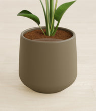 Load image into Gallery viewer, Olive stand:all
