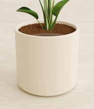 Load image into Gallery viewer, Cream stand:all
