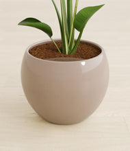 Load image into Gallery viewer, Desert Brown stand:all
