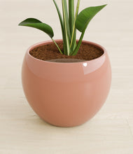 Load image into Gallery viewer, Calm Rose stand:all
