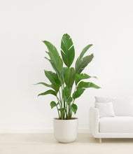 Load image into Gallery viewer, Natural Bamboo
