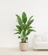 Load image into Gallery viewer, Sandy Pink
