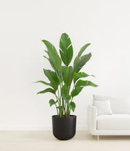 Load image into Gallery viewer, Stone Black
