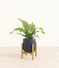 Load image into Gallery viewer, Deep Navy stand:bamboo
