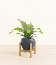 Load image into Gallery viewer, Deep Navy stand:bamboo
