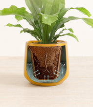 Load image into Gallery viewer, Mustard stand:all
