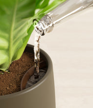 Load image into Gallery viewer, Olive stand:all
