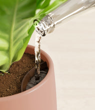 Load image into Gallery viewer, Calm Rose stand:all
