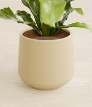 Load image into Gallery viewer, Almond Green stand:all
