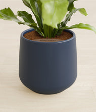 Load image into Gallery viewer, Deep Navy stand:all
