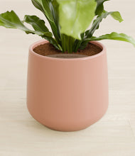 Load image into Gallery viewer, Calm Rose stand:all
