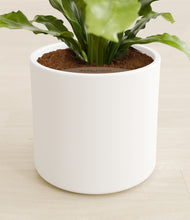 Load image into Gallery viewer, White stand:all
