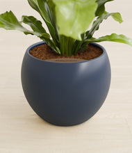 Load image into Gallery viewer, Deep Navy stand:all
