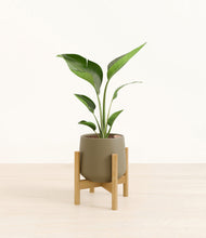 Load image into Gallery viewer, Olive stand:bamboo
